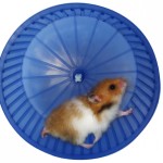 A rodent exercise machine