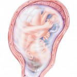 The placenta is the thickened area on the top of the uterus