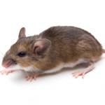 The white-footed mouse is the main reservoir for Lyme disease.