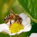 How is this honeybee similar to Monet?