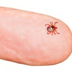 The Lone Star tick appears to be the vector for Lyme-like diseases in the South.