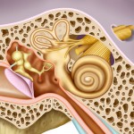 The anatomy of the middle and inner ear.